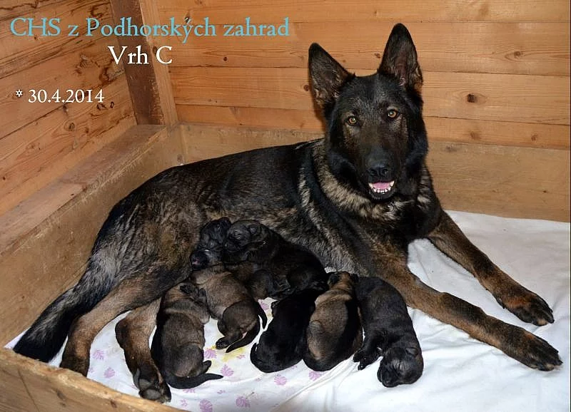 Prodám štěně Německého ovčáka s PP